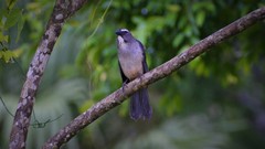 Saltator coerulescens