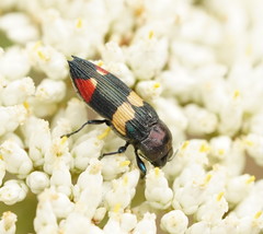 Castiarina bella