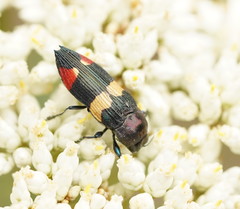 Castiarina bella