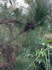 Pinus elliottii image