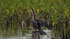 Anhinga anhinga