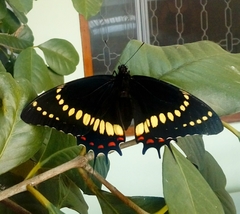 Papilio scamander grayi