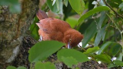 Pseudoseisura unirufa