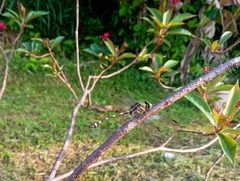 Ictinogomphus decoratus