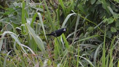 Sporophila crassirostris