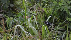 Sporophila crassirostris