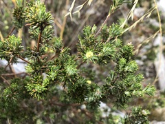 Phyllota pleurandroides