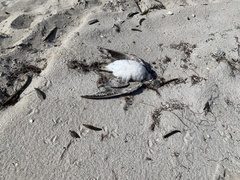 Calidris canutus