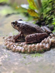 Limnonectes leytensis