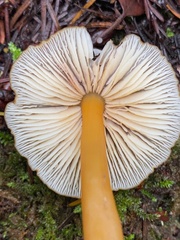 Entoloma formosum