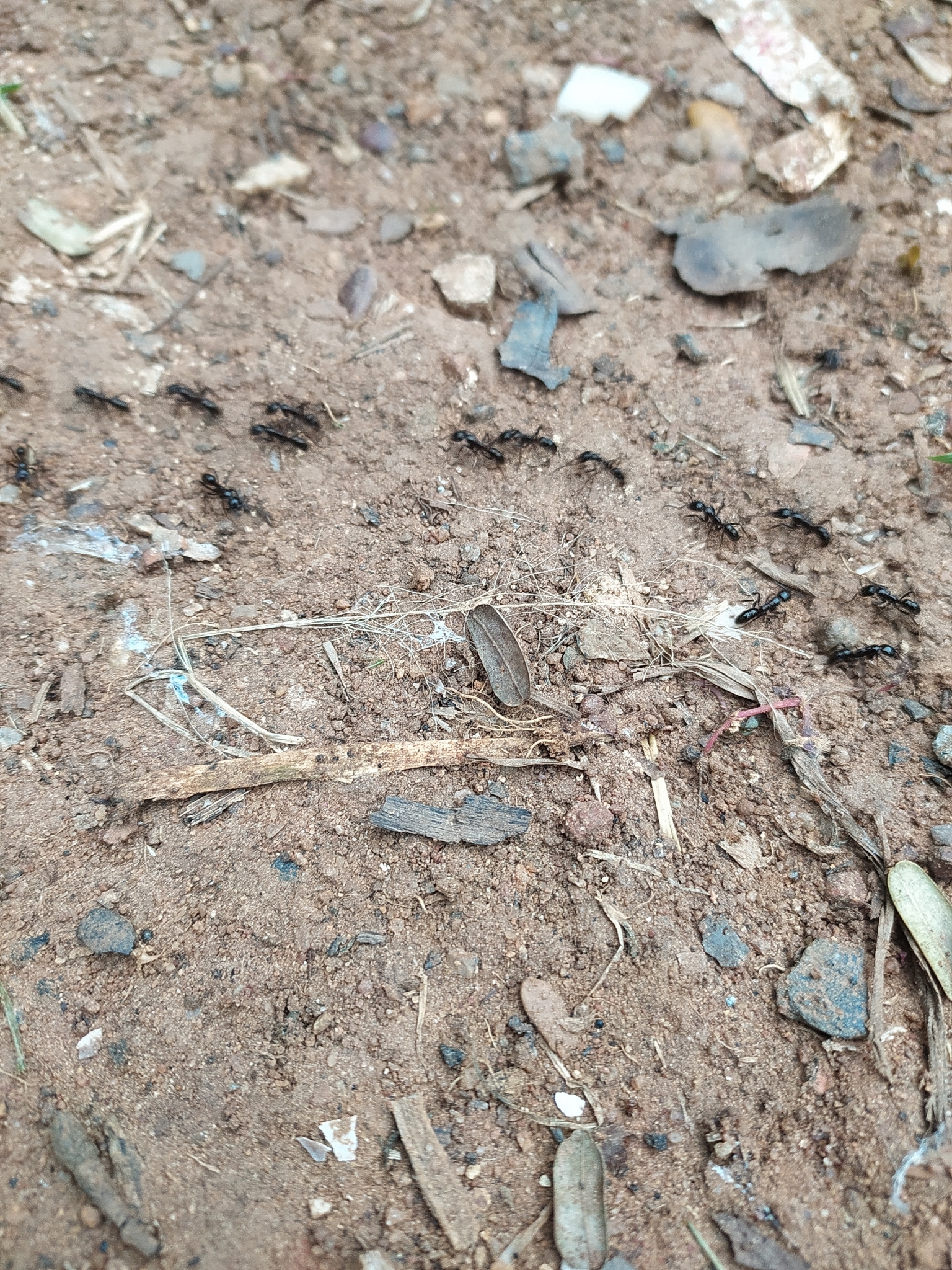 Leptogenys processionalis