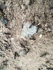 Leptogenys processionalis