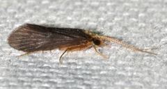 Nyctiophylax
