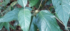 Croton zeylanicus