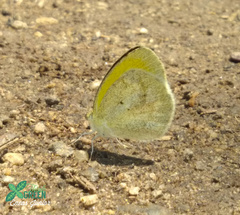 Eurema elathea flavescens