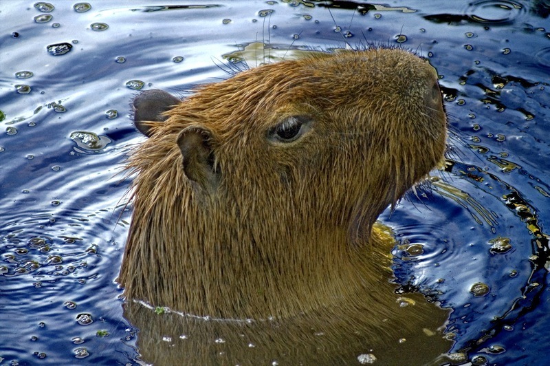 Mammals (Vicksburg, Mississippi) · NaturaLista Mexico