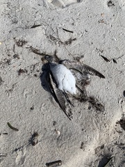 Calidris canutus