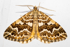 Asaphodes clarata
