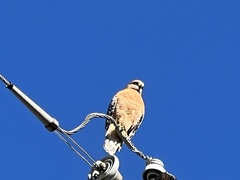 Buteo lineatus