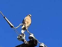 Buteo lineatus