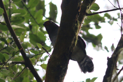 Micrastur ruficollis