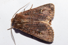 Ichneutica agorastis