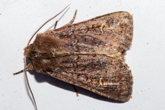 Ichneutica agorastis