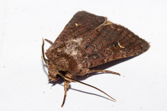 Ichneutica agorastis