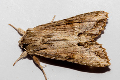 Ichneutica mollis