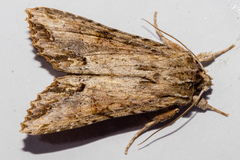 Ichneutica mollis