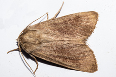 Ichneutica nullifera