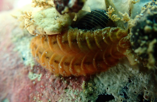 Iphione muricata observed 2021-12-26