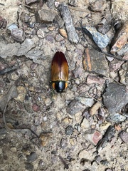 Temognatha variabilis