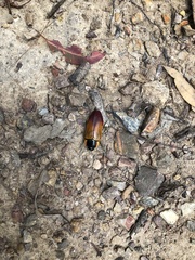 Temognatha variabilis