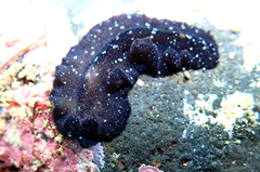 Pseudobiceros stellae