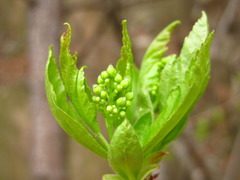 Ilex macropoda pseudomacropoda