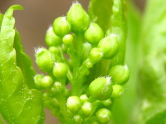 Ilex macropoda pseudomacropoda