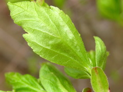 Ilex macropoda pseudomacropoda