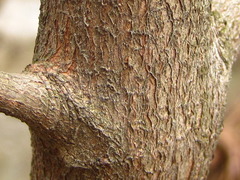 Ilex macropoda pseudomacropoda