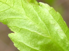 Ilex macropoda pseudomacropoda