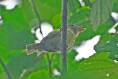 Rhynchocyclus olivaceus