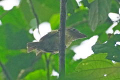 Rhynchocyclus olivaceus