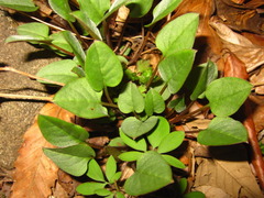 Trigonotis radicans sericea