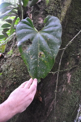 Image of Anthurium cascajalense