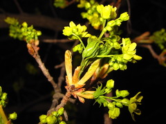 Acer pictum mono