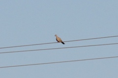 Streptopelia decaocto