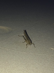 Neoconocephalus triops