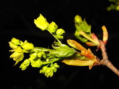 Acer pictum mono
