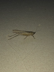 Neoconocephalus triops