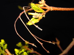 Acer pictum mono